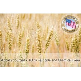 Wheat Bran Bedding & Gutload for Mealworms, Superworms, and Feeder Insects – 10 lb (160 oz) by Five-Star Feeders