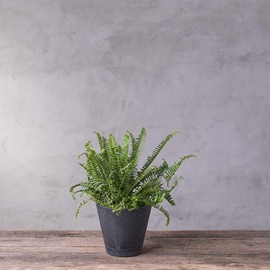 Novelty 34088 Cali Round Planter, 8-Inch, Black