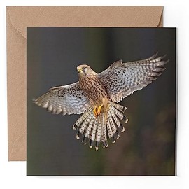 1 x Greeting Card - Kestrel Bird of Prey Nature Wildlife - Blank Birthday Celebration Anniversary #51280