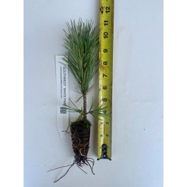 Unbranded Pinus strobiformis, Southwestern white pine or Mexican White Pine - 50 trees