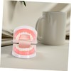Ciieeo Dentals Teaching Model for Realistic Flossing Teeth Model Oral