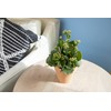 Kalanchoe Plant Succulents Plants Live Houseplants, Live Succulents Live House