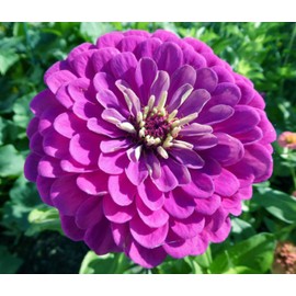 100 Purple Prince Zinnia Seeds for Planting 1+ Grams of Seeds Non GMO Heirloom USA Harvested pollinator bee Butterfly