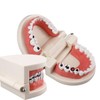 Dental Caries Study Tool Adult Standard Typodont Demonstration Teeth Model