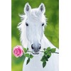 Studio B  White Horse Poster