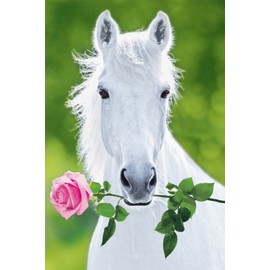 Studio B  White Horse Poster