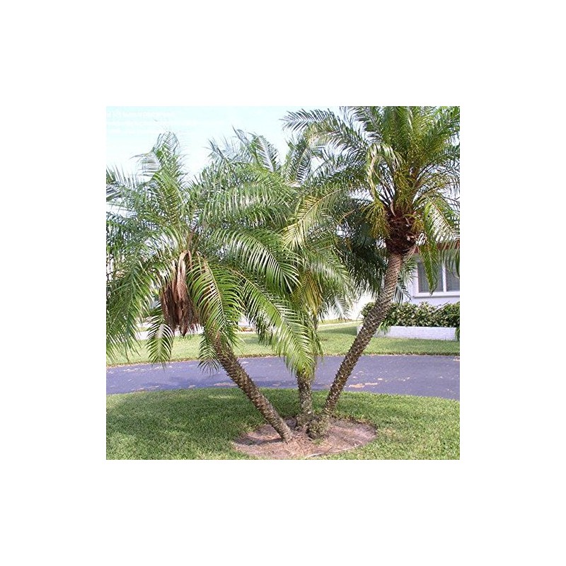 Palm Beach Medicinal Herbs - Pygmy Date Palm (Phoenix Roebelenii)