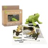 Mbrain5pcs Frog Growth Cycle with Flash Cards,Life Cycle Learning &