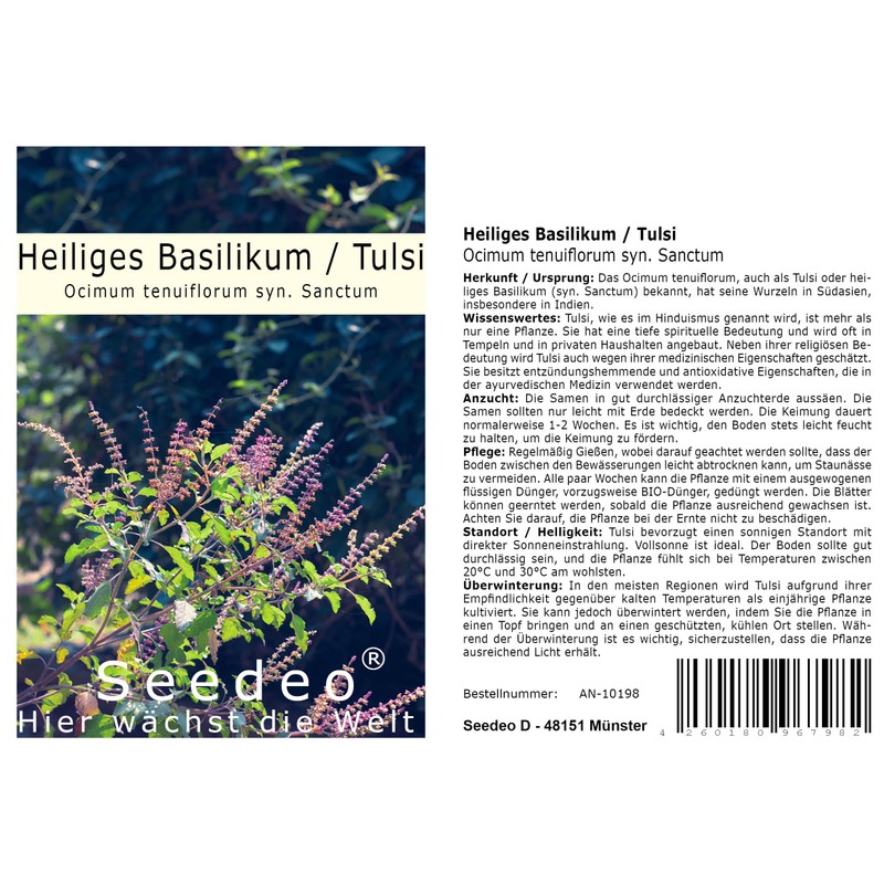Seedeo® Holy Basil - Tulsi (Ocimum tenuiflorum syn. sanctum) approx