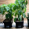Hooch Multi Bucket Hydroponic System