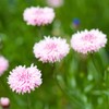 Outsidepride Cornflower Pink - 1000 Seeds