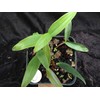 Dendrobium kingianum (Mature Blooming Size) Fast-Growing Easiest Orchid Ever (NOT