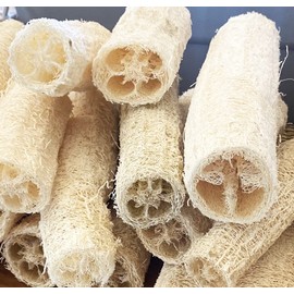 Luffa acutangula Sponge Angled Chinese Okra Ridged Gourd Sinkwa Silky Premium Seeds for Planting Packet