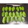 Fresh Twenty, Fresh Pick Organic Bay Leaves Leaf, Laurus Herb