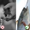 RTRTGS Pack of 2 Stainless Steel Fishing Unhook Disgorger, Portable