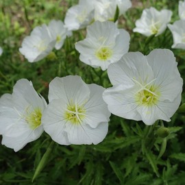 Outsidepride 1000 Seeds Perennial Oenothera Pallida Pale Evening Primrose Wild Flower Seeds for Planting