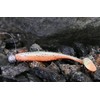 K.P Baits Lazy Shad Rubber Fish 4 Inches 10 cm