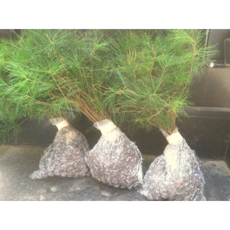 White Pine Eastern White Pine Tree Seedlings /Transplants 18"-24"; lot