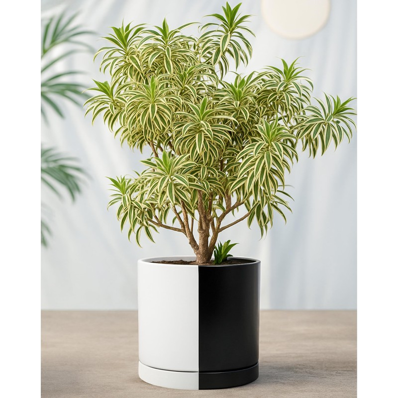 D'vine Dev 10 Inch Ceramic Planter Pot with Drainage Hole