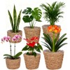 6 Pcs Plant Baskets Indoor with Plastic Liners, Wicker Hand