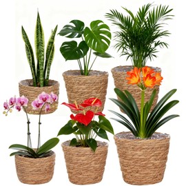 6 Pcs Plant Baskets Indoor with Plastic Liners, Wicker Hand Woven Plant Baskets, Flower Pots Storage Containers in 3 Sizes, Decorative Planters for Home, Balcony, Office