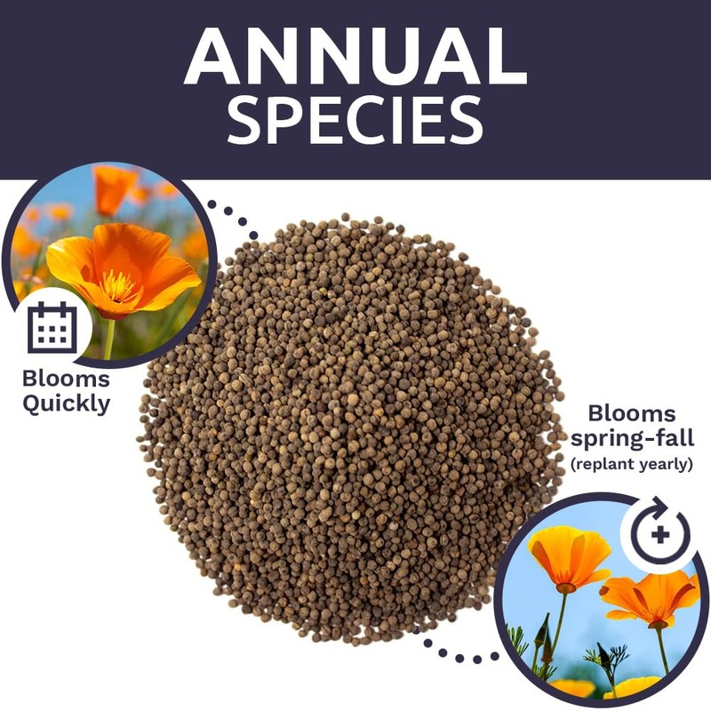 California Orange Poppy Wildflower Seeds - Bulk 1 Ounce Packet