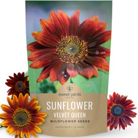 Velvet Queen Sunflower - Bulk 1/4 Pound Pouch - 4,000 Flower Seeds for Planting - Helianthus annuus