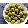 Hickory 1 Pound Mockernut Hickory Nuts Shade Trees Wildlife Food