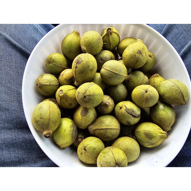 Hickory 1 Pound Mockernut Hickory Nuts Shade Trees Wildlife Food
