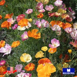 Maxboba California Poppy Seeds Ballerina Mix Non-GMO Heirloom Garden - 250 Seeds