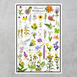 Where's Wildlife Missouri Wildflowers Poster - Native Prairie Blooms | Educational Science Chart of Native Missouri Prairie Flowers (12" x 18")
