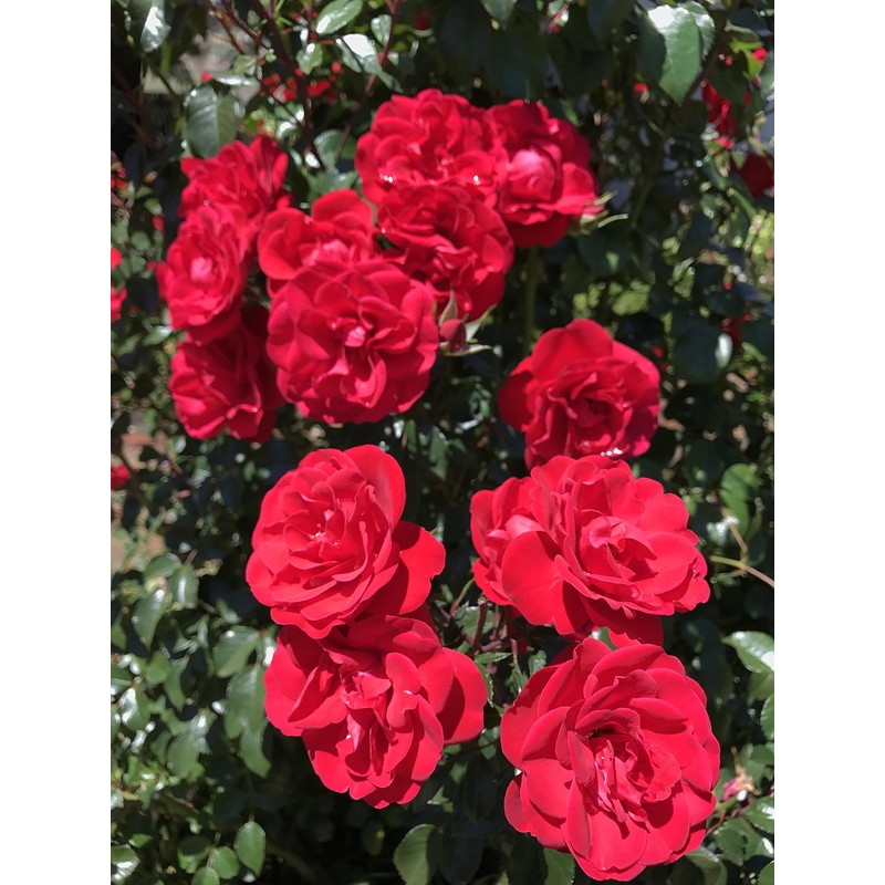 Time Release Fertilizer (1, 0.5 lb.)_AB