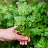 Gardenera Parsley Plant Potting Mix - Elevate Your Cooking Experience