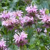 Outsidepride Monarda Fistulosa Mintleaf Bee Balm - 1,000 Seeds