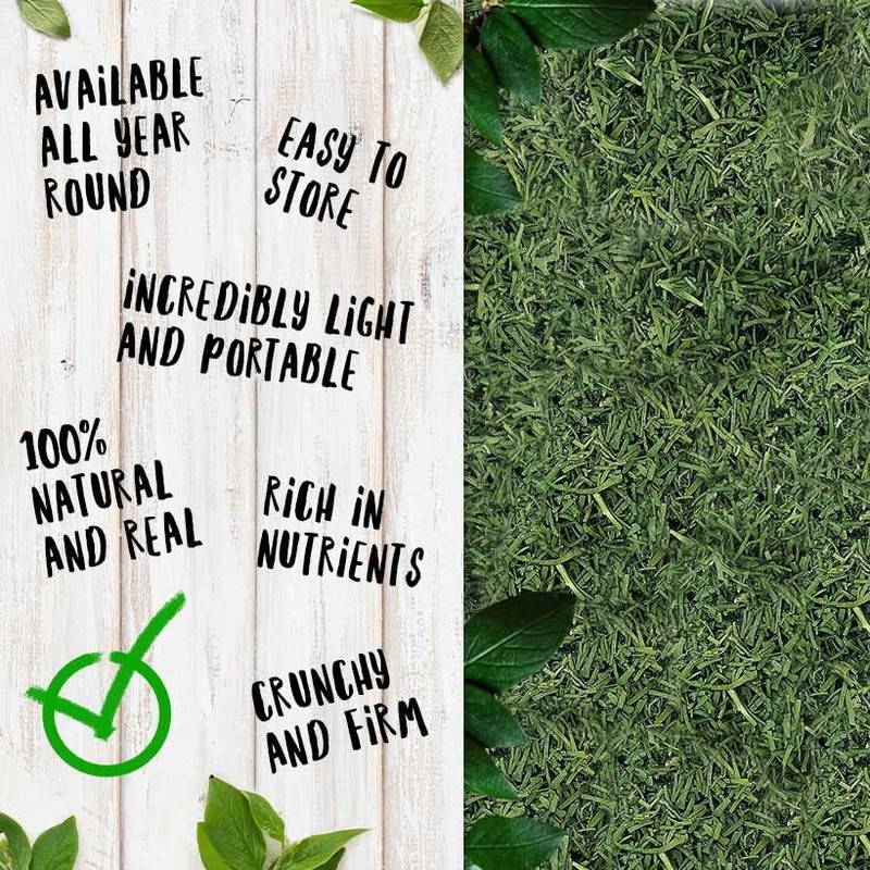 Healthy Future Freeze Dried Dill 100% Natural Herb Gluten Free