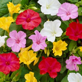 FUN AND GROW SEEDS: Seeds Four O'clock Mix Mirabilis Annual Flowers