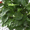 RATSTONE Bird Protection Net, Bird Net, Bird Protection Nets (7.5