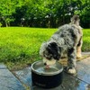 Coldest Dog Bowl - Anti Rust Metal & Non Slip