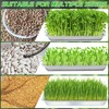 WBCBEC Plant Germination Trays, Stainless Steel Plant Trays Stainless Metal
