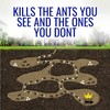 Terro T100-12 Liquid Ant Killer II, 1 oz, Pack of