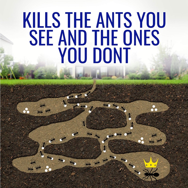 Terro T100-12 Liquid Ant Killer II, 1 oz, Pack of