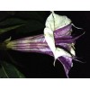 Seeds Bee Blooming White w/ Purple Stripe Devil Trumpet (Datura)