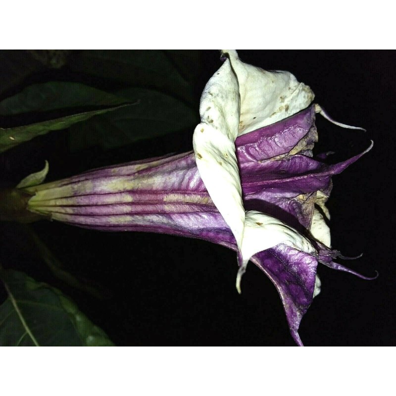 Seeds Bee Blooming White w/ Purple Stripe Devil Trumpet (Datura)
