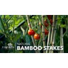 Bamboo Stakes | 25 Pack 4 ft | Garden Supports