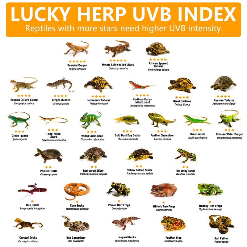 LUCKY HERP 125 Watt UVA+UVB Vapor Heat Lamp Bulb, High