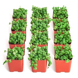 Shop Succulents String of Pearls Succulent Plant 2" Grow Pot Pack of 12