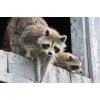Jusmade RACCOON WILDLIFE Photo Fine Print (Borderless) Poster 19x13 inch