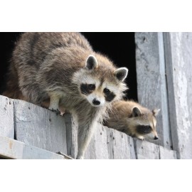 Jusmade RACCOON WILDLIFE Photo Fine Print (Borderless) Poster 19x13 inch