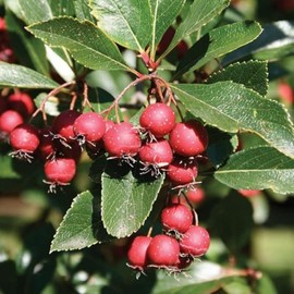 Hawthorn Berry, Freeze-Dried Hawthorn Pellets, 6.35oz (180g) | Gluten-Free, Non-GMO, No Added Sugar | Crunchy Sweet & Sour Flavor | Perfect for On-the-Go Snacking, Lunch Boxes & Travel | Rich in Vitamin C & Fiber