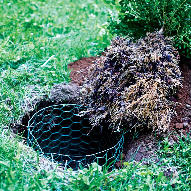 Garden Zone 173625 36 Inches x 25 Feet Gauge Poultry